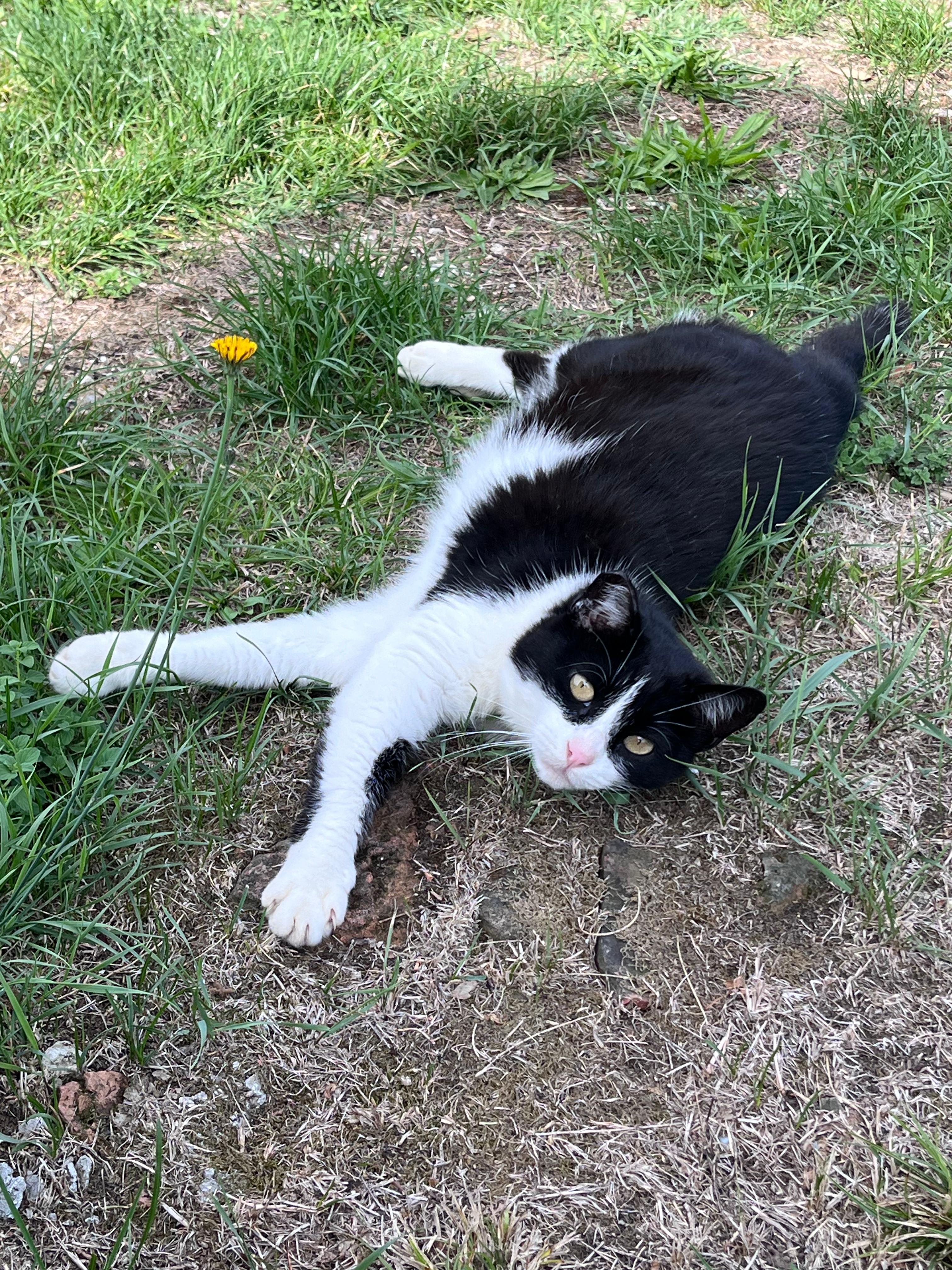 Gatto felice nel gattoparco