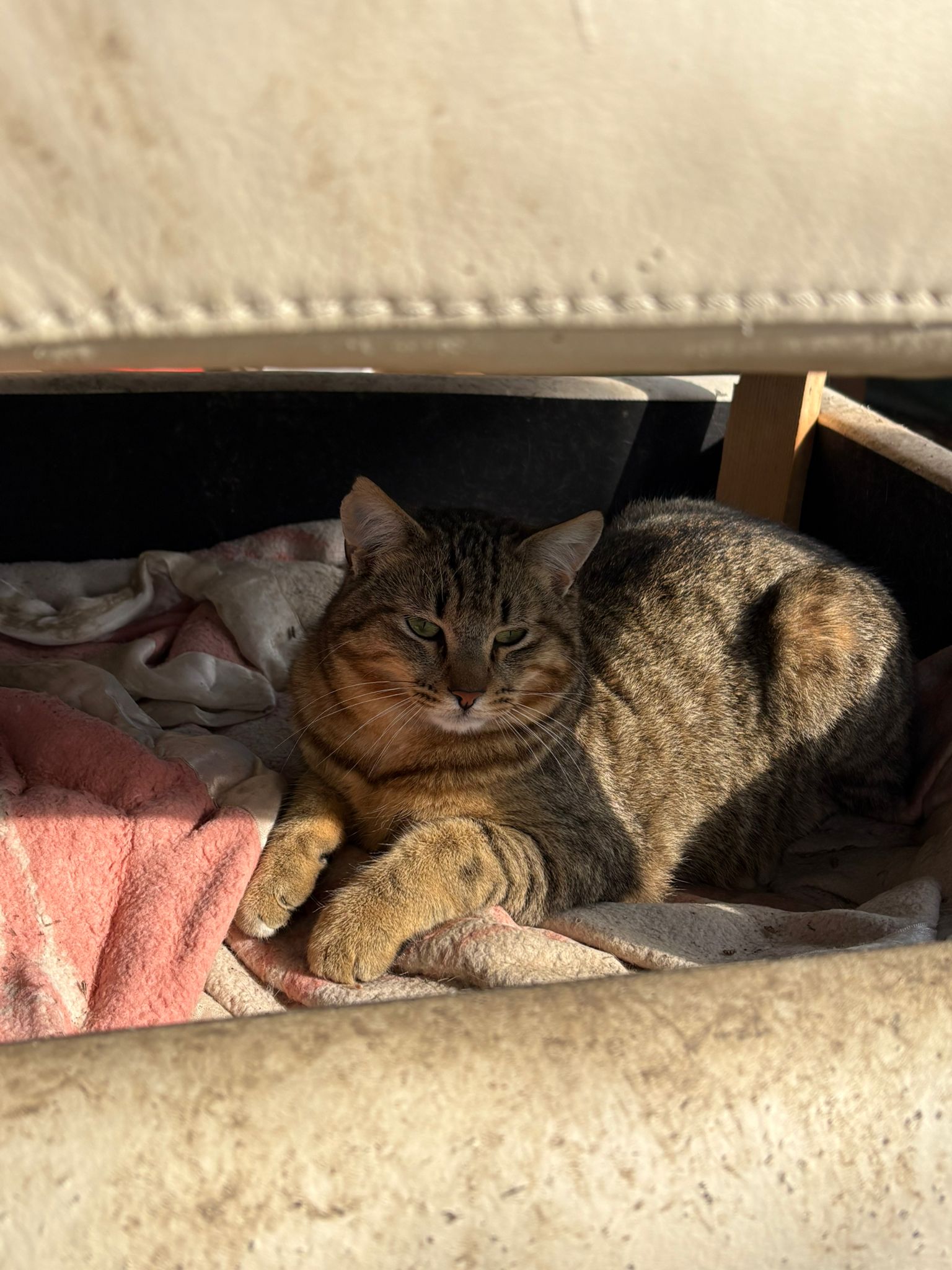 Gatto in cura