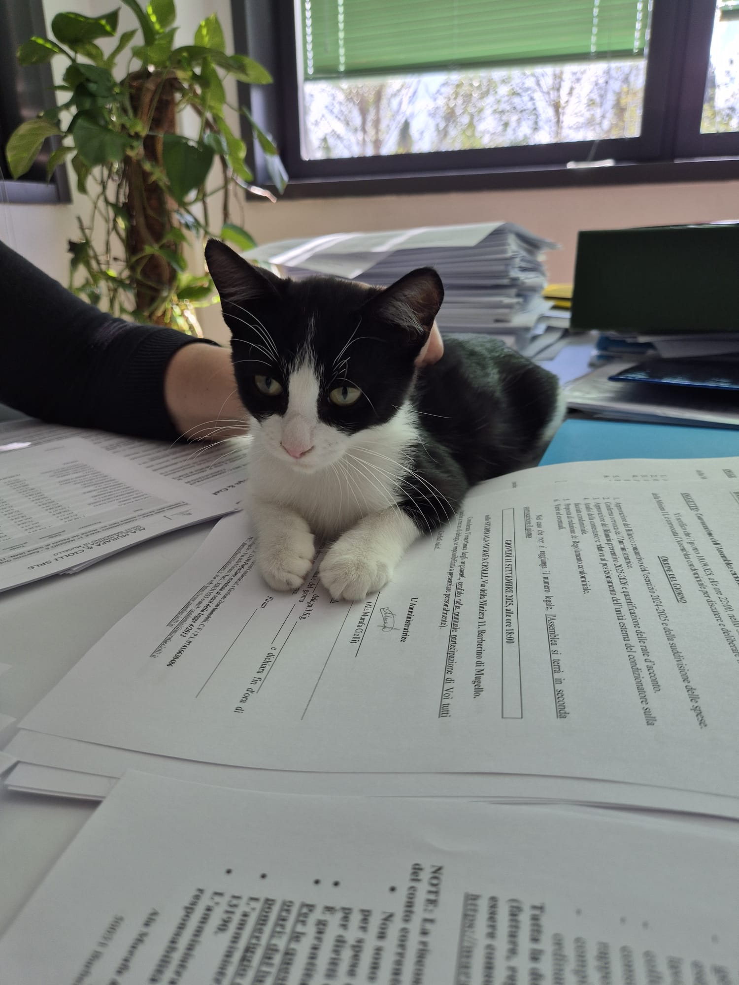 Gatto sui documenti dell'associazione