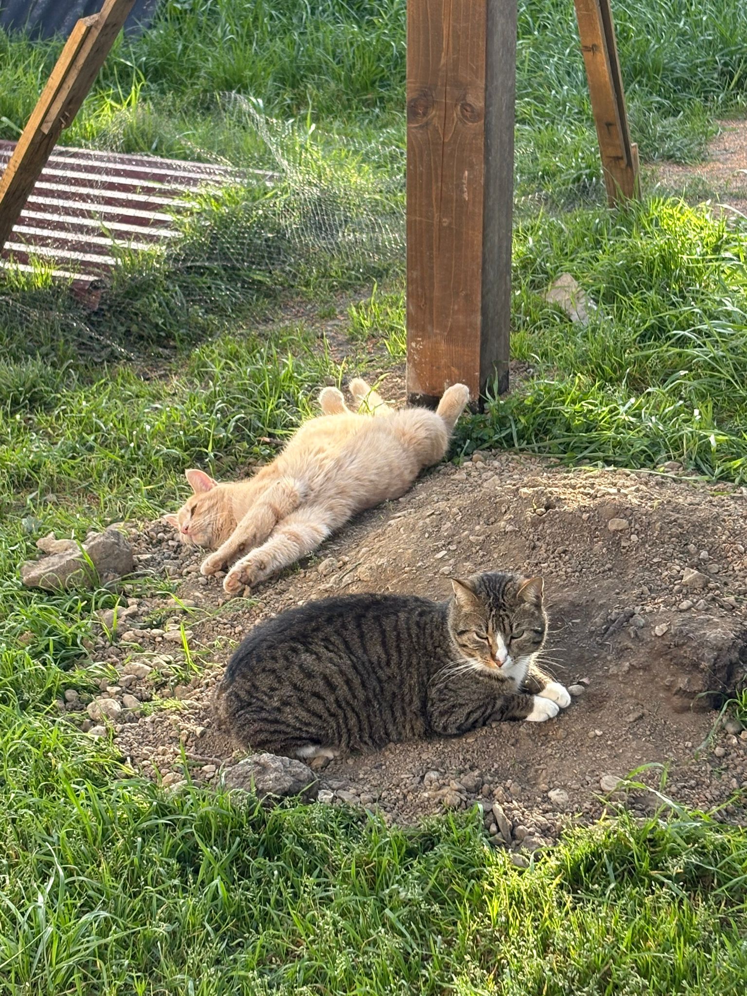 Gatti in semi-libertà nell'area verde del gattoparco