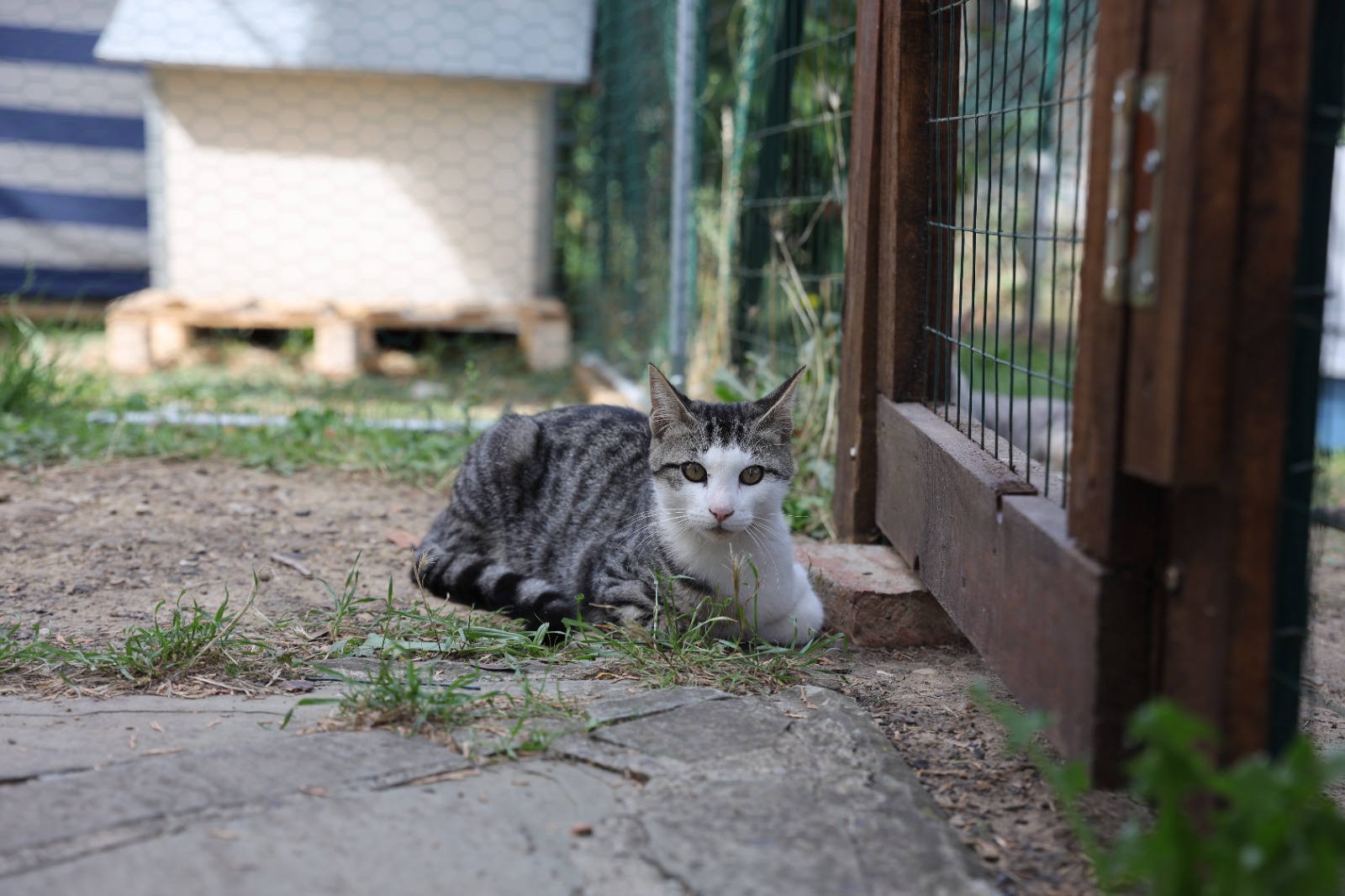 Volontari che si prendono cura degli animali