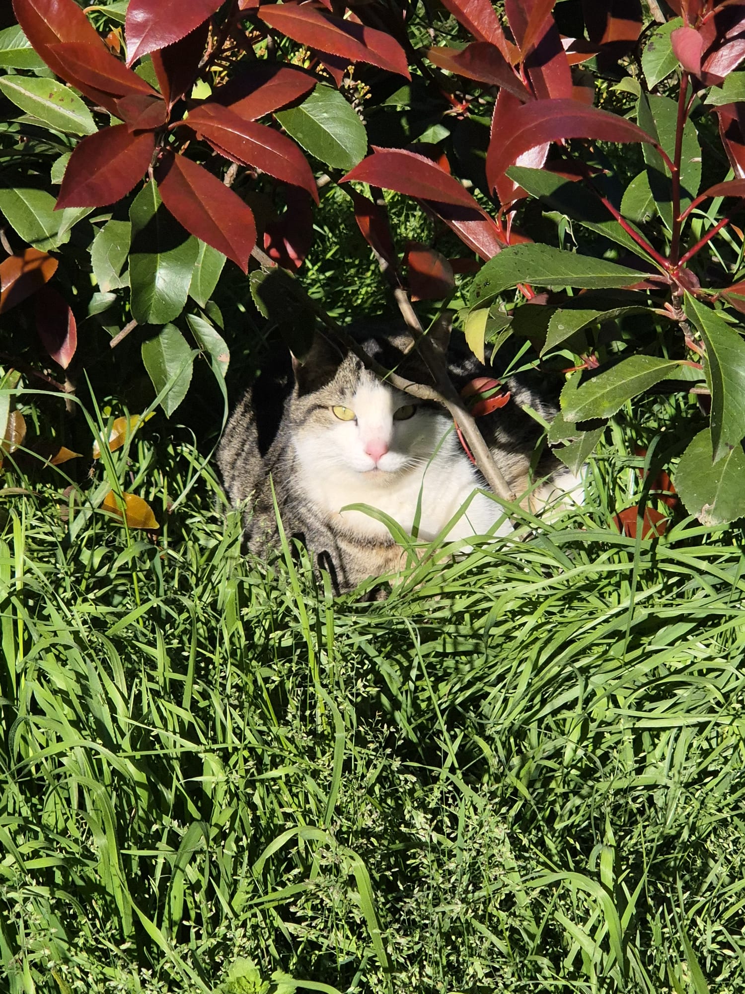 Gatto che esplora il gattoparco