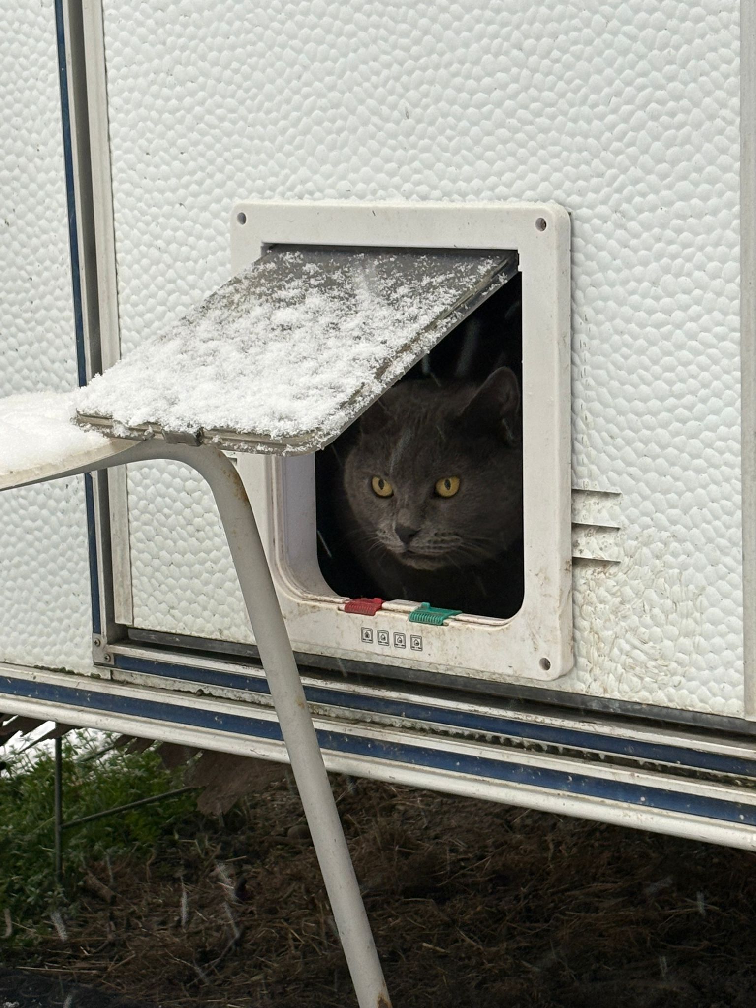 Gatto grigio nella gattaiola