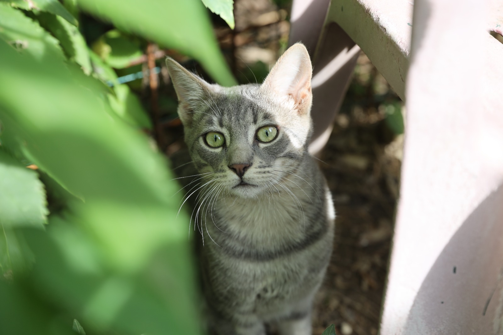 Dalla parte degli animali