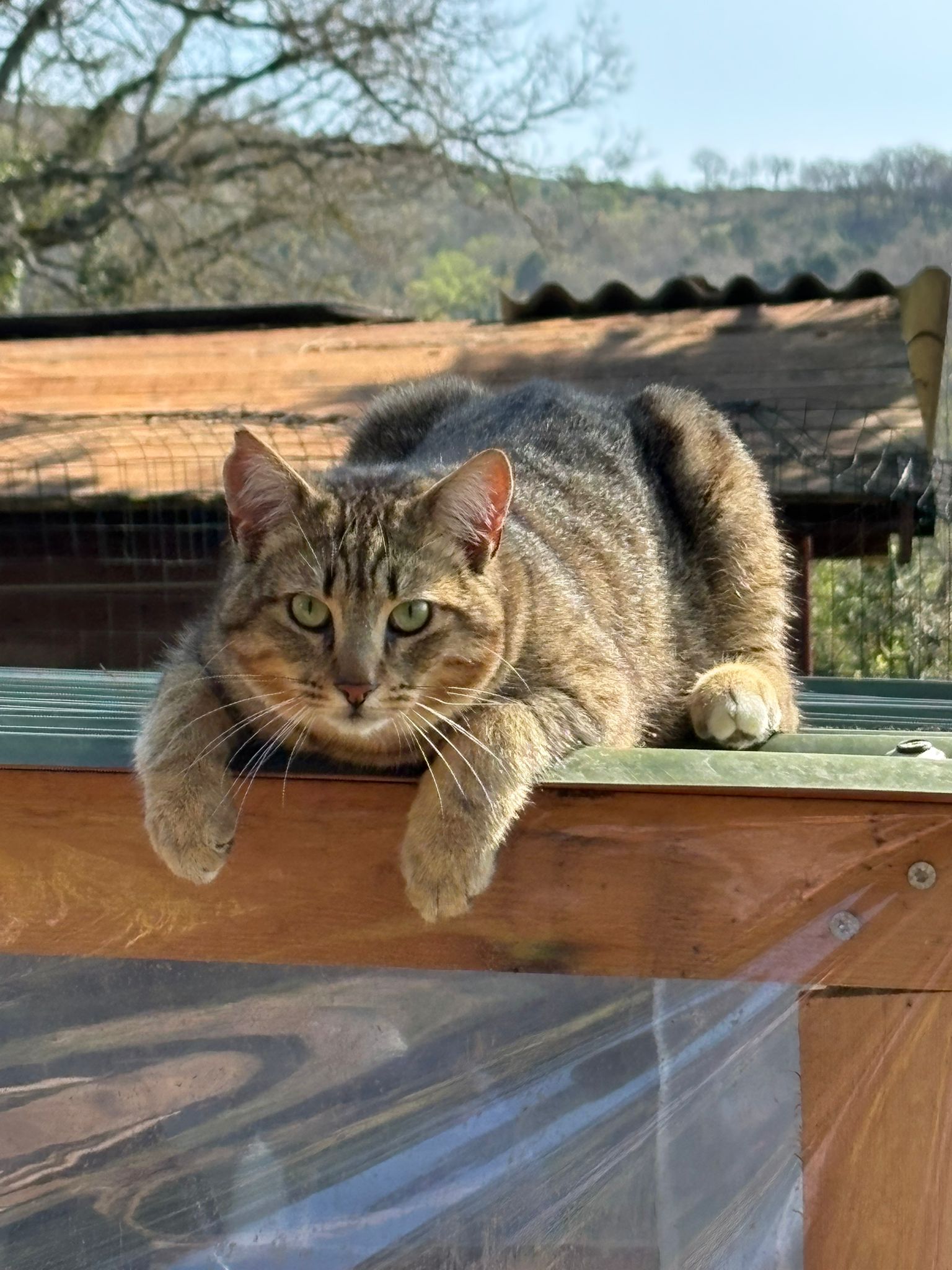 Gatto su una piattaforma del gattoparco