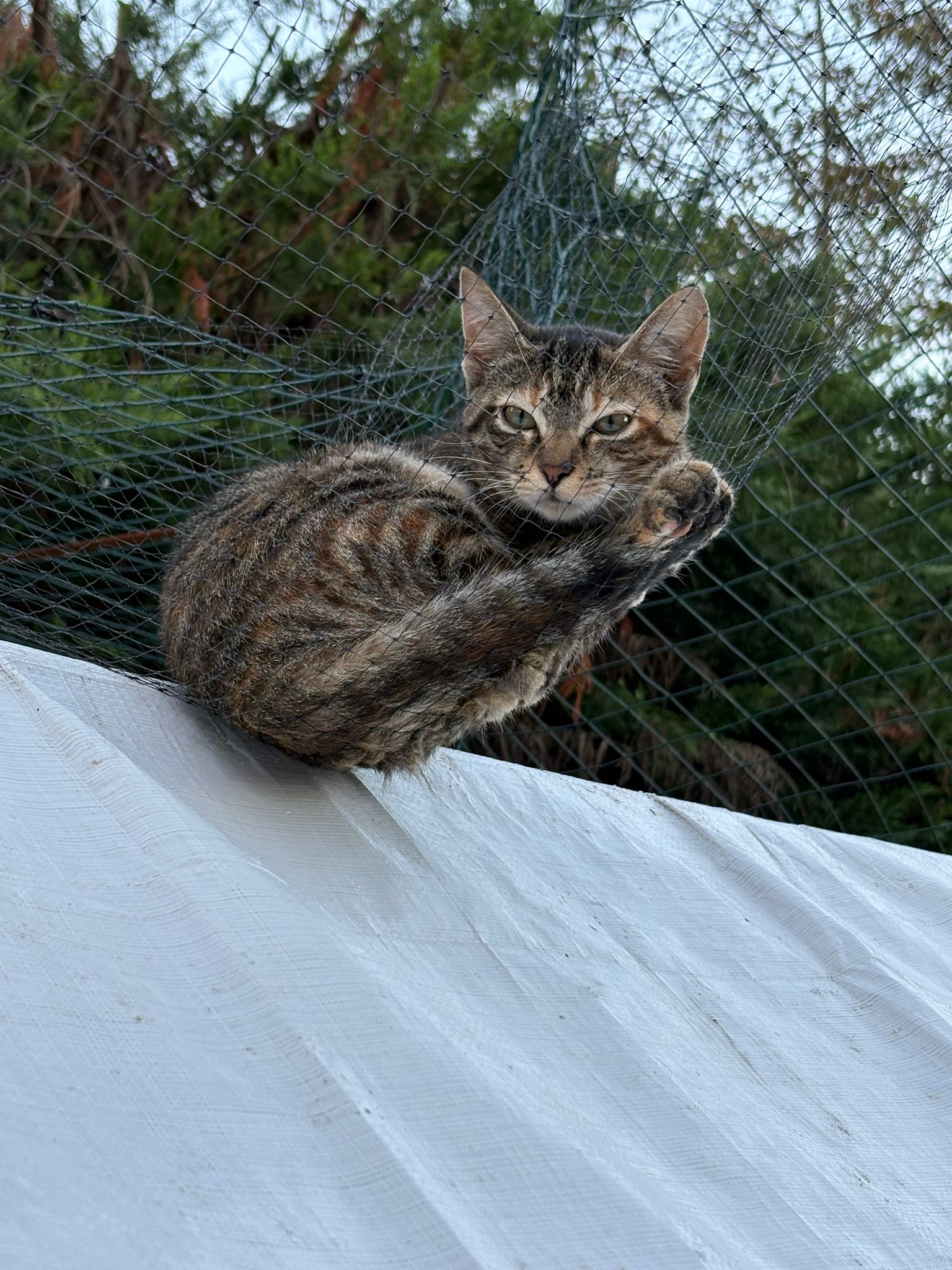 Gatto tigrato sul tetto della voliera
