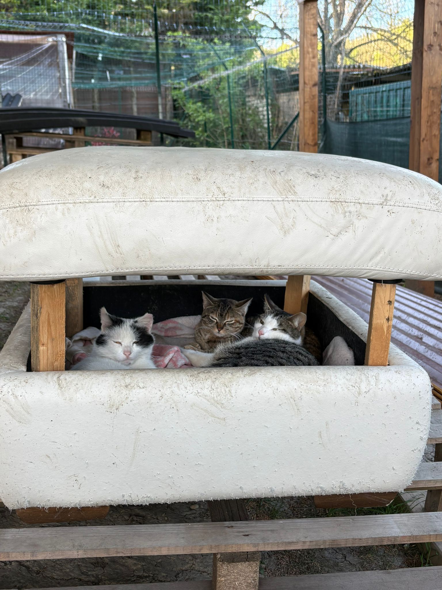Tre gatti sul divano