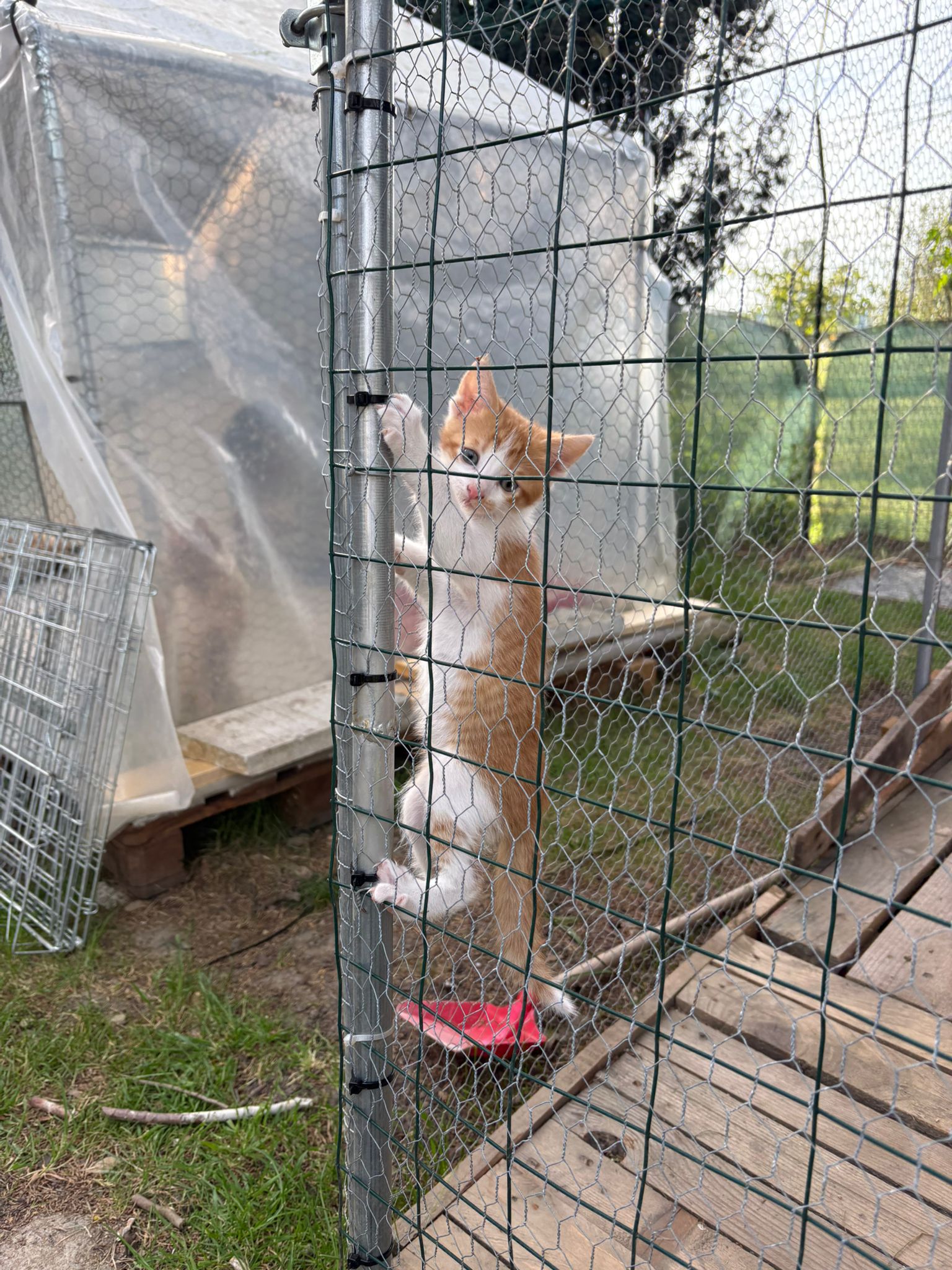Volontaria che si prende cura dei gatti