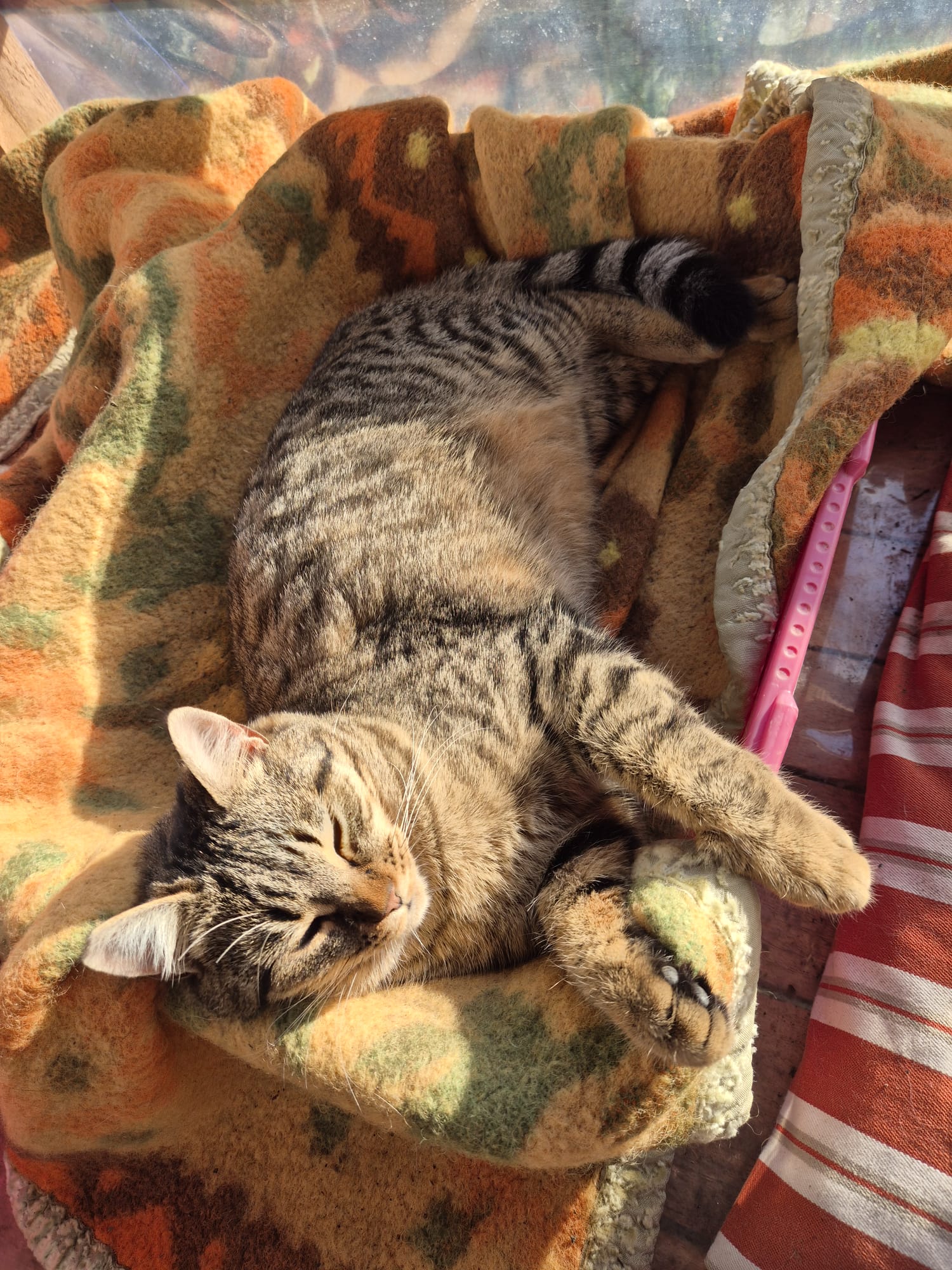 Animali in cerca di adozione