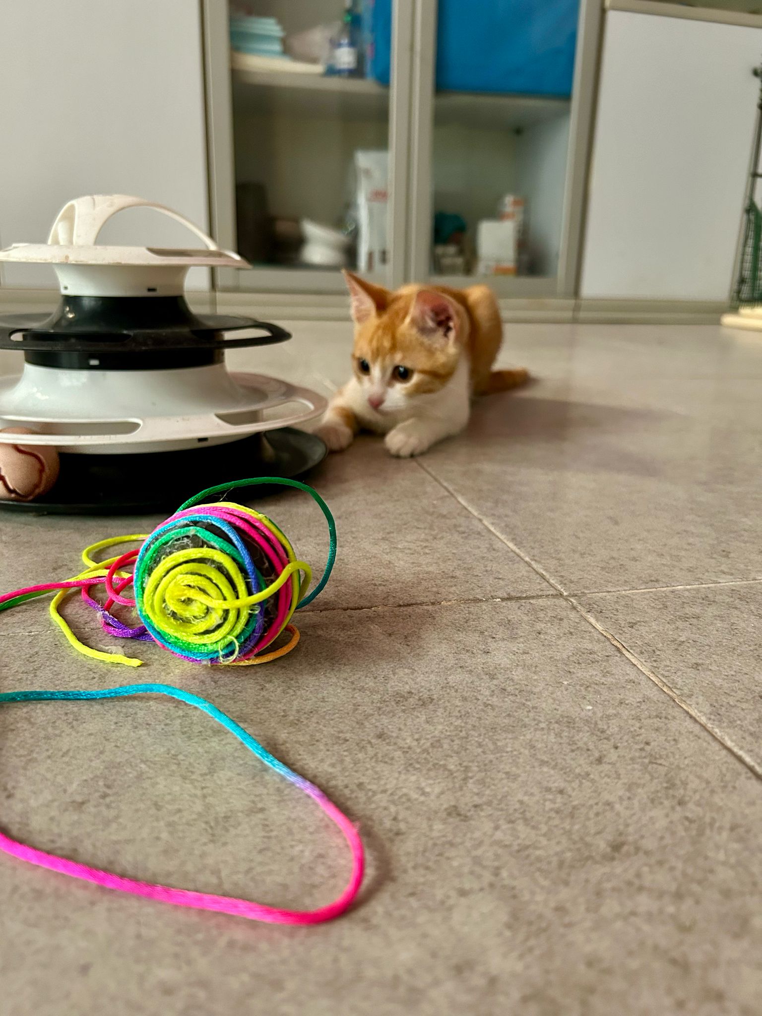 Gattino arancione che gioca