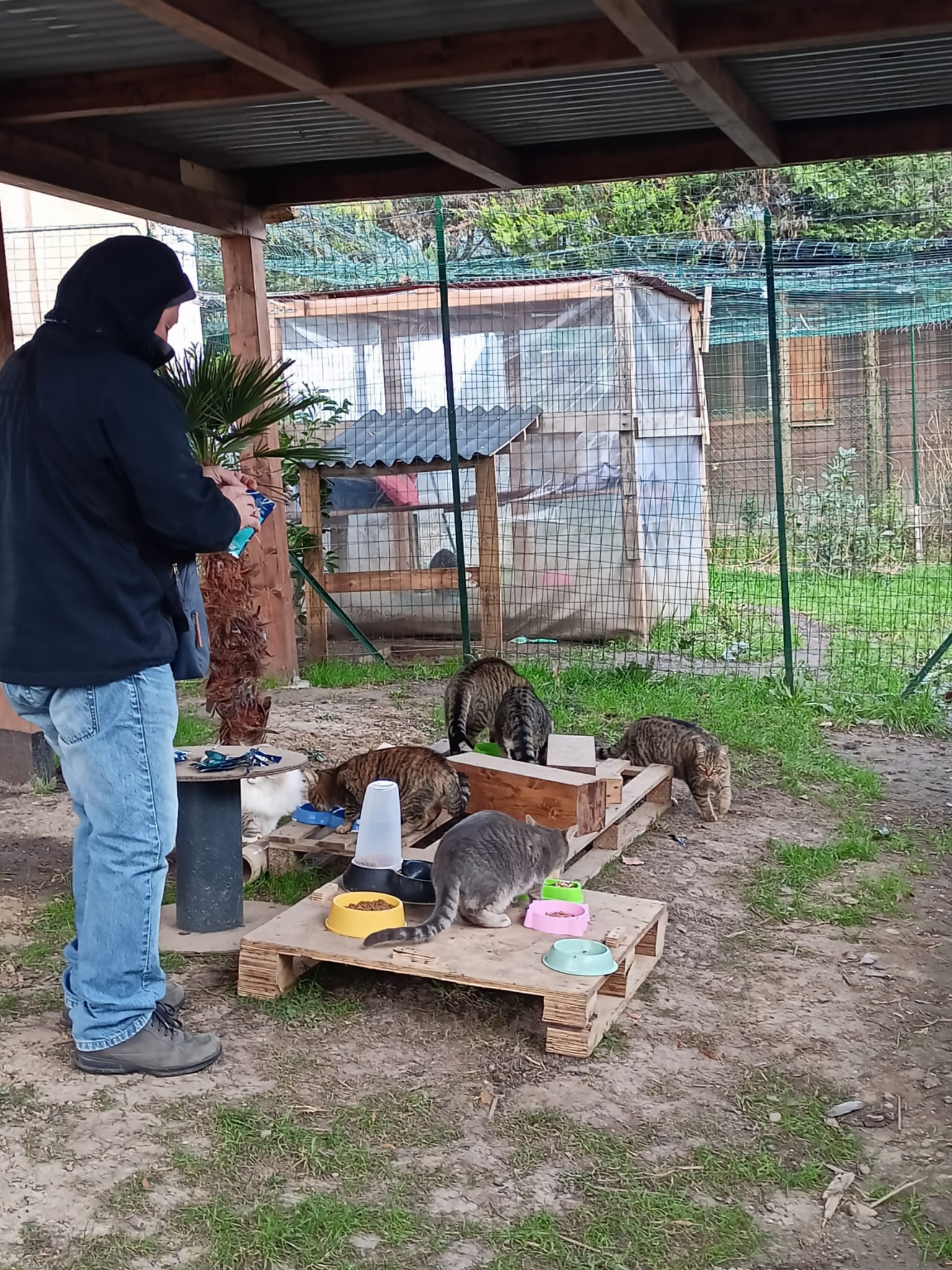 Volontaria che distribuisce il cibo ai gatti
